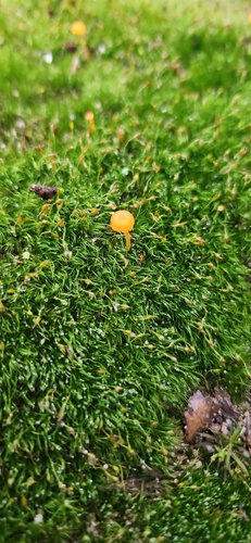 Orange Moss Navel