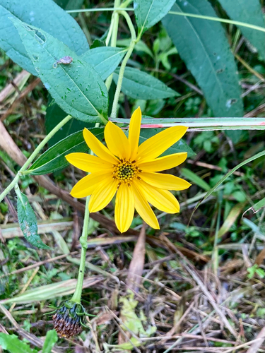 Jerusalem artichoke