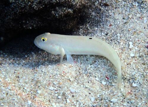 Valenciennea sexguttata observed 2026-09-18