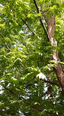 Magnoliopsida