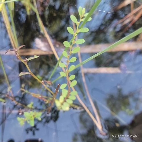 Phyllanthus caroliniensis observed 2026-10-18