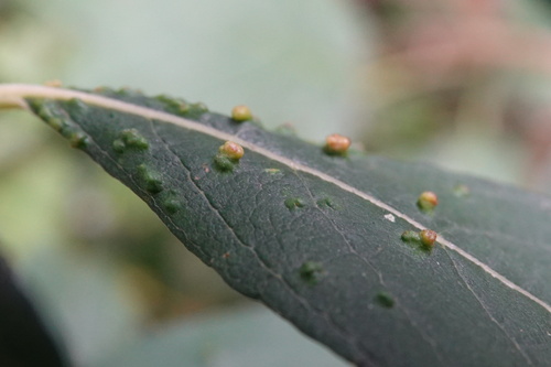Willow Bead Gall Mite, Alkmaar, Nederland, photo 9 of 10