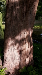 Magnoliopsida