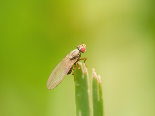 Scaptomyza pallida observed 2026-10-17