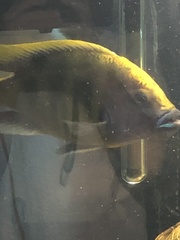 Nimbochromis venustus