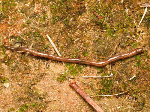 Dolichoplana striata observed 2026-10-17