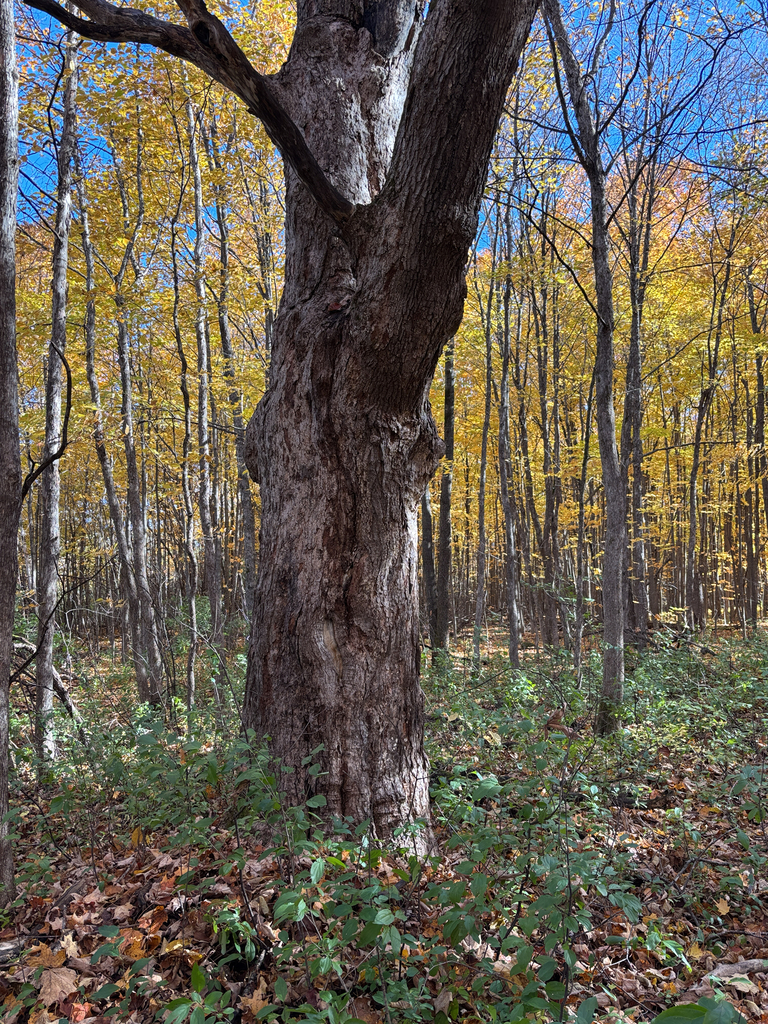 A photograph from Oct 18, 2026 near Gatineau Park, Champlain Lookout, where the observer’s point is approximate.