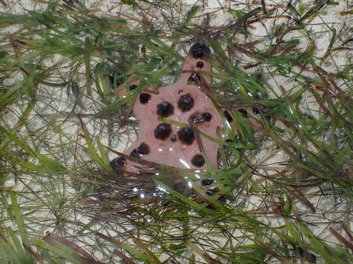 Protoreaster nodosus observed 2026-10-18