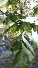 Magnoliopsida