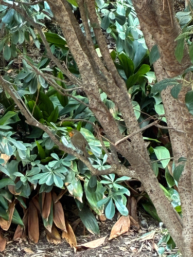 European Robin