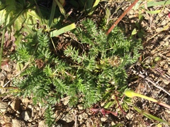 Acaena pinnatifida californica