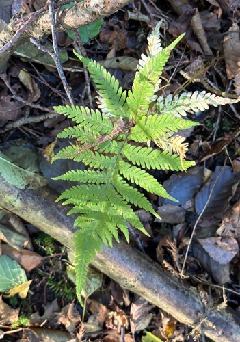 Phegopteris connectilis observed 2026-10-18