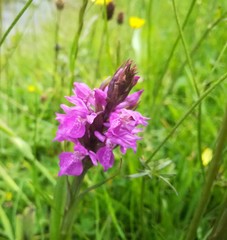 Dactylorhiza purpurella