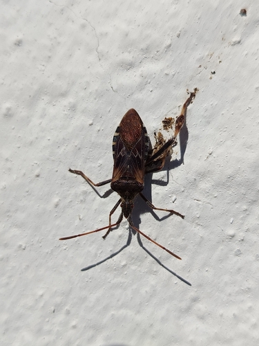 Western Conifer Seed Bug