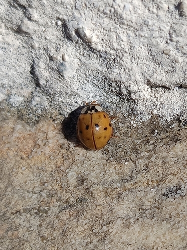 Asian Lady Beetle