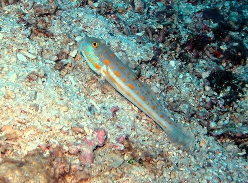 Valenciennea puellaris observed 2026-09-24