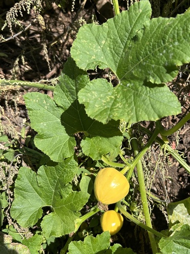 Cucurbita pepo observed 2026-10-18