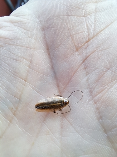 Amber Wood Cockroach