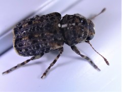 Dissoleucas niveirostris