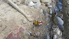 Tegrodera aloga