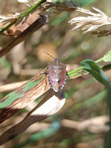 Sloe Bug