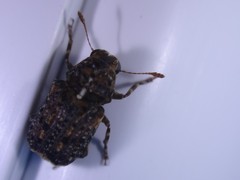 Dissoleucas niveirostris