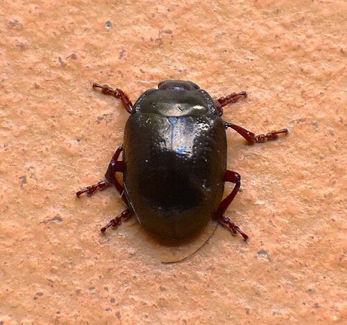 Bronze Beetle
