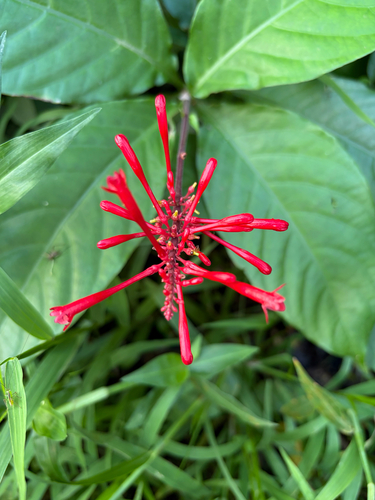 Odontonema cuspidatum observed 2026-10-15