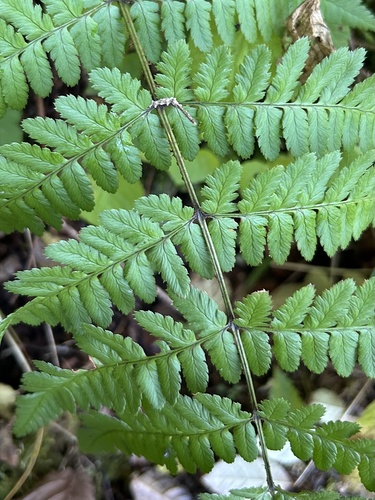 Dryopteris remota observed 2026-10-18