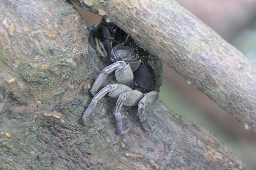 Episesarma versicolor observed 2026-10-18