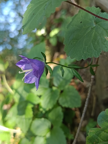 Peach-leaved Bellflower