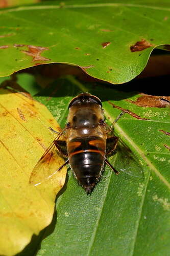 Common Drone Fly