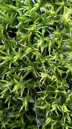 Ceratodon purpureus observed 2026-10-18