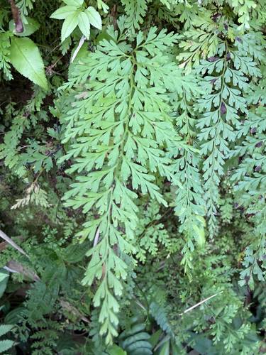 Odontosoria chinensis observed 2026-10-15