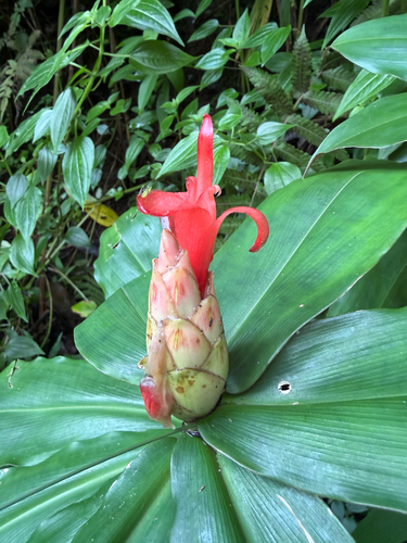 Costus observed 2026-10-15
