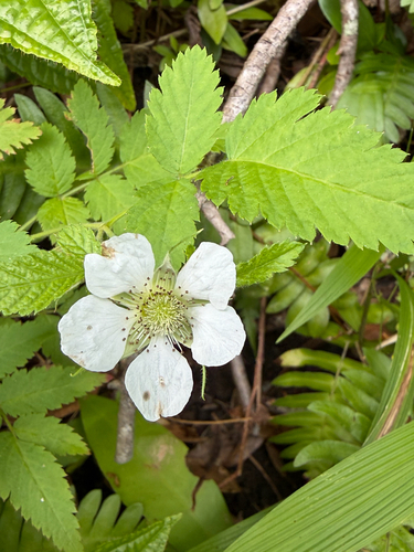 Rubus rosifolius observed 2026-10-15