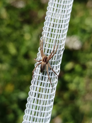 European Nursery Web spider