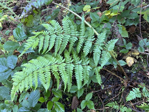 Dryopteris remota observed 2026-10-18