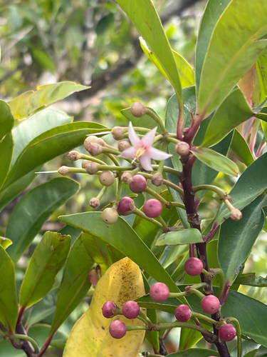 Ardisia elliptica observed 2026-10-15