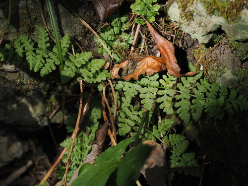 Physematium obtusum observed 2026-10-17