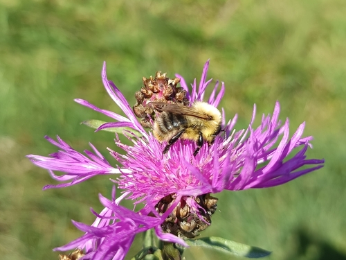 Common Carder Bumble Bee