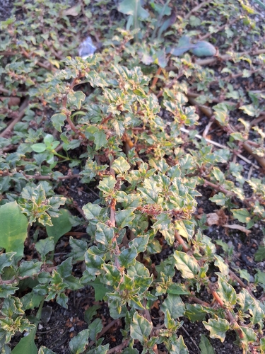 Crispleaf amaranth (Amaranthus crispus)