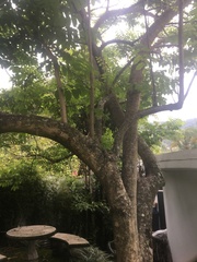 Lagerstroemia speciosa