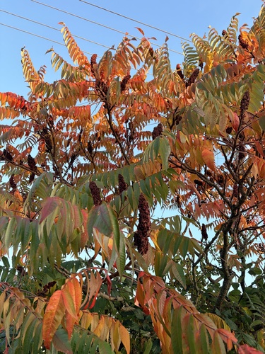 staghorn sumac