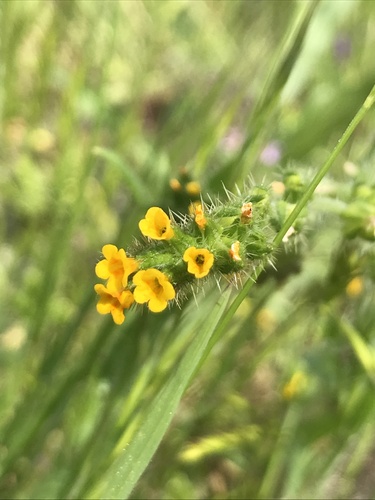 Amsinckia, 2026-10-18