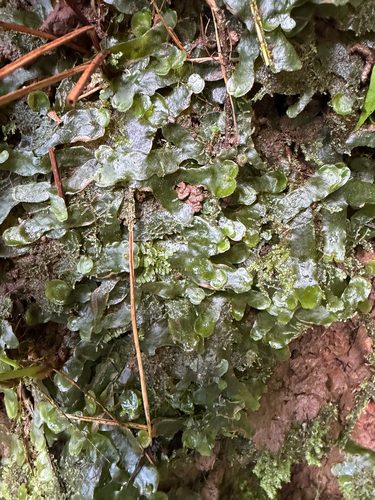 Dumortiera hirsuta observed 2026-10-15