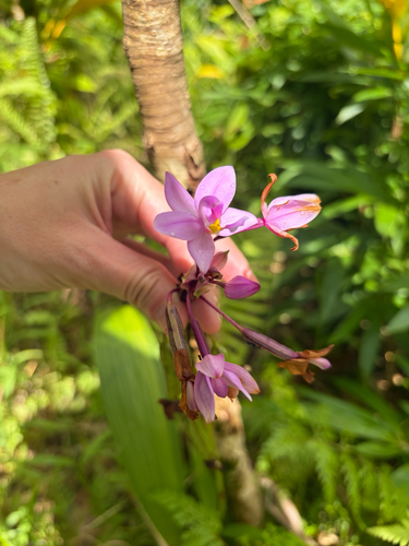 Spathoglottis plicata observed 2026-10-15