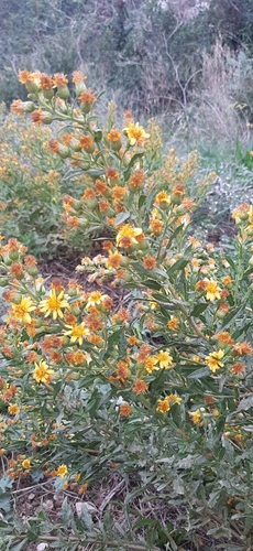 false yellowhead