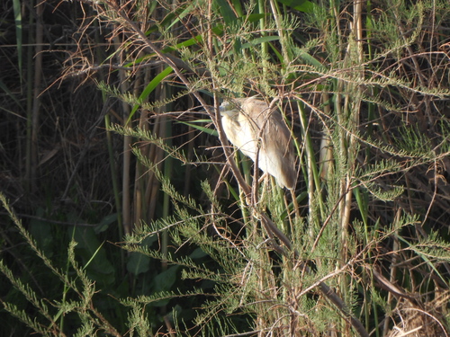 iNaturalist image