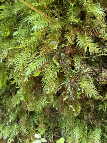 Pyrrhobryum spiniforme observed 2026-10-15